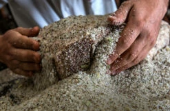 Original Südtiroler G.g.A. Speck IGP - Raich Speck -Fleisch- & Wurstwaren Verkäufe raich speck suedtirol poekeln